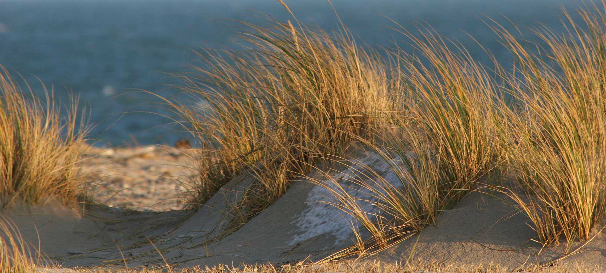 Helgoland Düne Strandhafer